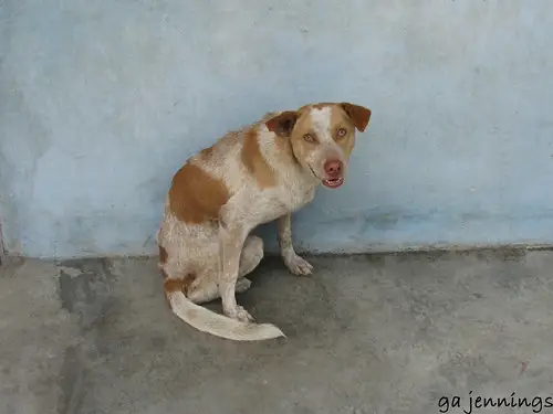 dogs of Iquitos, Peru