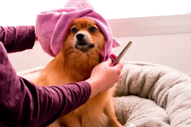 Pampering Your Pet: Care Essentials for Happy and Healthy Fur Babies