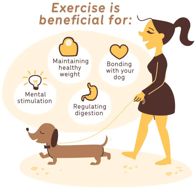 The Importance of Exercise for Dogs: Tailoring Routines for a Happy, Healthy Pup