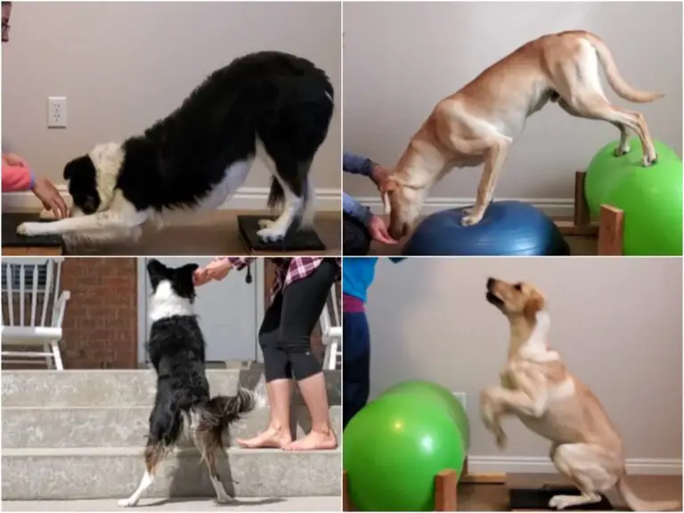What is the Best Exercise for Dogs? Unlocking the Secrets to Canine Fitness