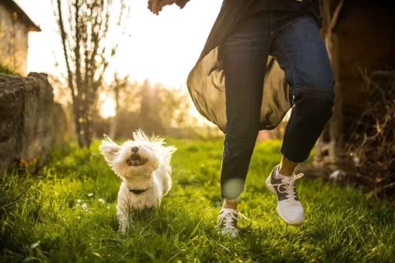 Which Pet is Best for Health? Exploring the Wellness Benefits of Different Companions